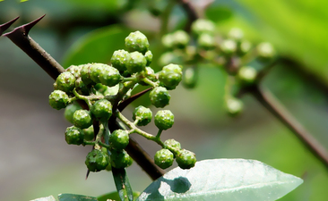 如何鑒定藤椒油是否天然純正？